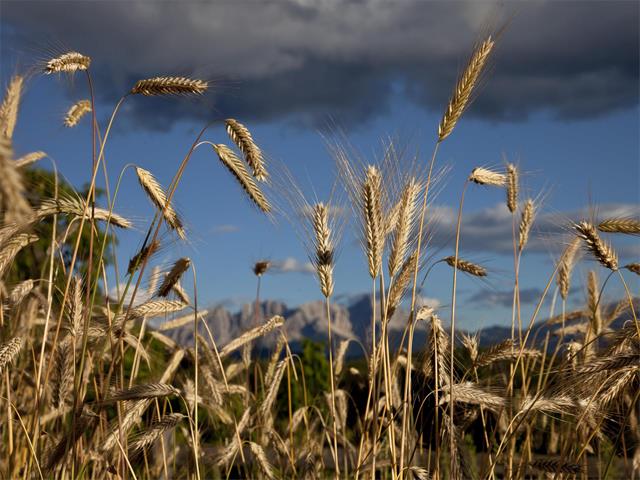 Foto per Rifiorire sull'altipiano soleggiato - dal grano al pane